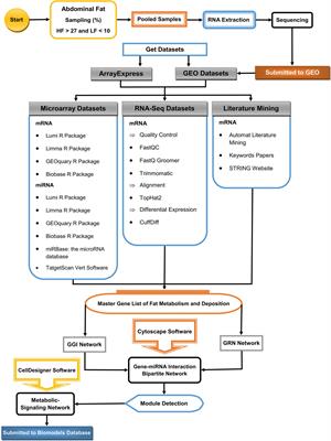 Omics Multi-Layers Networks Provide Novel Mechanistic and Functional Insights Into Fat Storage and Lipid Metabolism in Poultry